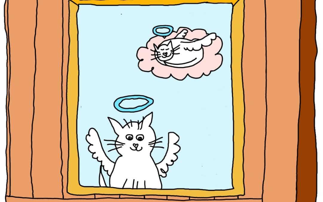 Ik heb een kattenluikje in de achterdeur maar de kat leeft niet meer.